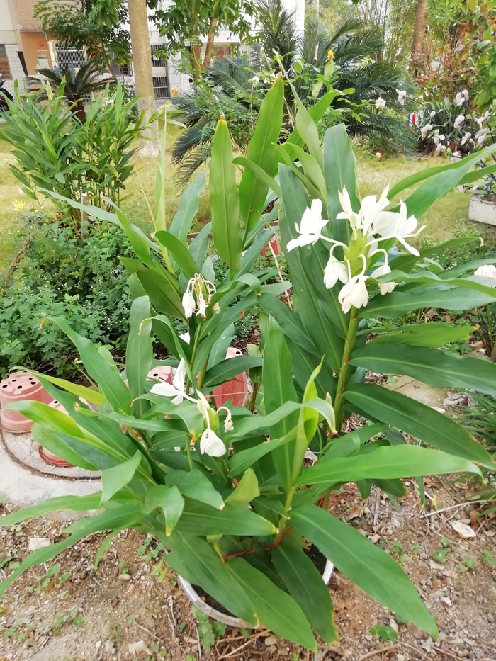 姜花盆栽浓香型盆栽蝴蝶百合白蝴蝶庭院绿植室内外盆栽特价野姜花