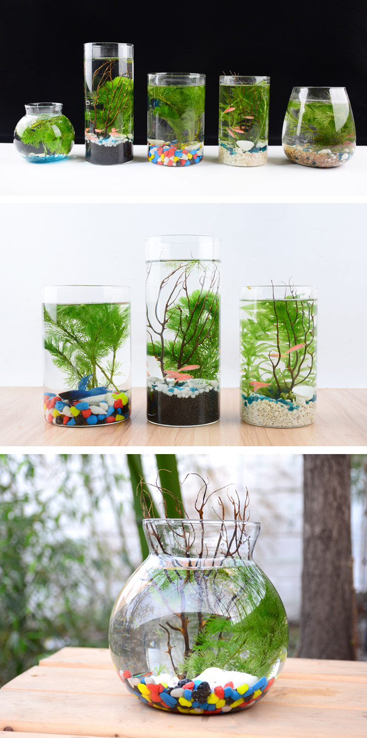 生态瓶鱼微景观小鱼活体免换水族免打理活体斗鱼缸桌面迷你微景观