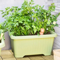 Alice vegetable planting pot family big flower pot planting vegetable pot tree Alice fat balcony long strip flower pot planting pot