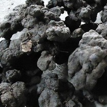 Selection of Northeast Wild Boar-China Herbs Herbs of the Pork Poria Pork and the wild 250 gr in the wild 250 gr.