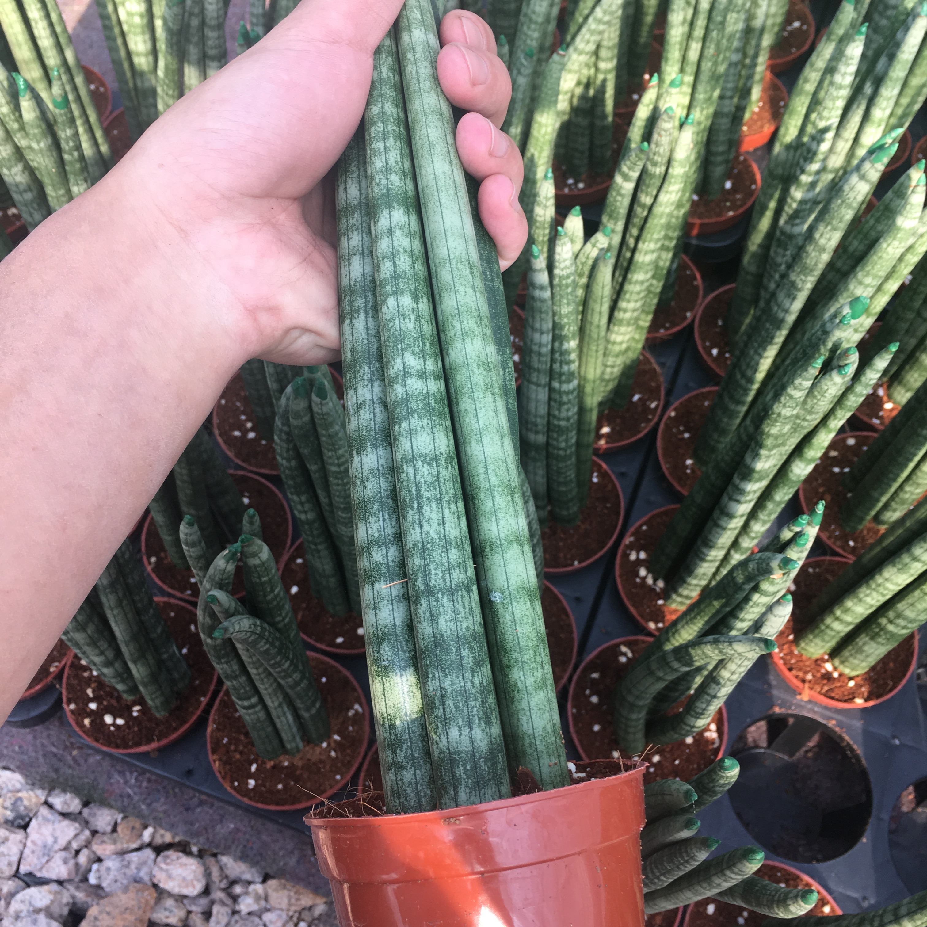 棒叶虎皮兰佛前香圆叶虎皮兰绿植盆栽多肉客厅办公室净化空气包邮图片