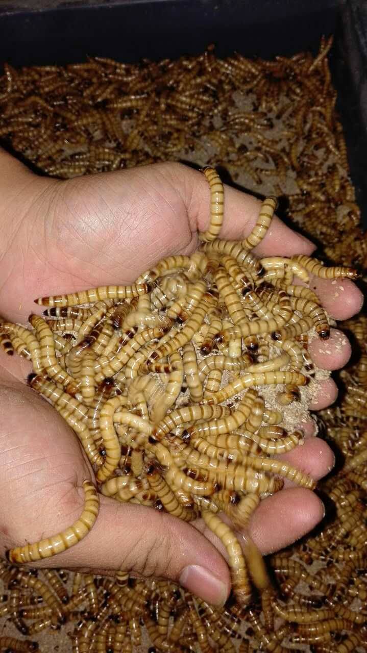 大麦虫活体 超级面包虫黄粉虫八哥画眉蜥蜴仓鼠龙鱼石蛙饲料