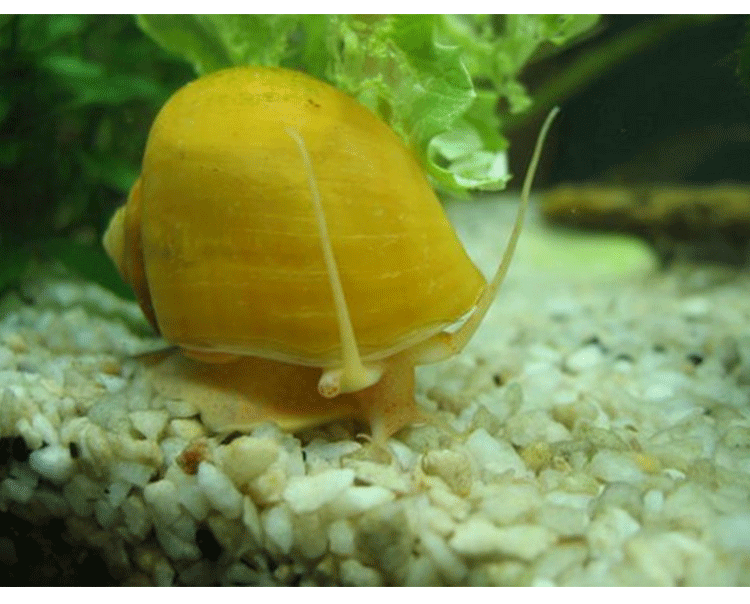 麦衣衣时尚购物网 黄金螺除藻螺 宠物螺 黄金螺活