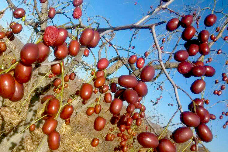 【给利伴】免费领淘宝网【小杞官_红枣500克】宁夏黄河滩枣 非新疆