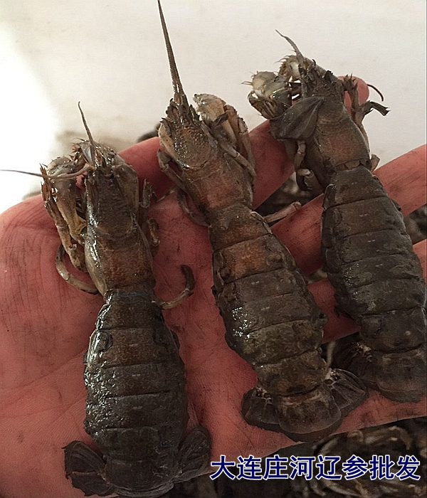 庄河海鲜特产 大连庄河野生海捕鲜活泸沽虾 蝼蛄虾 芦
