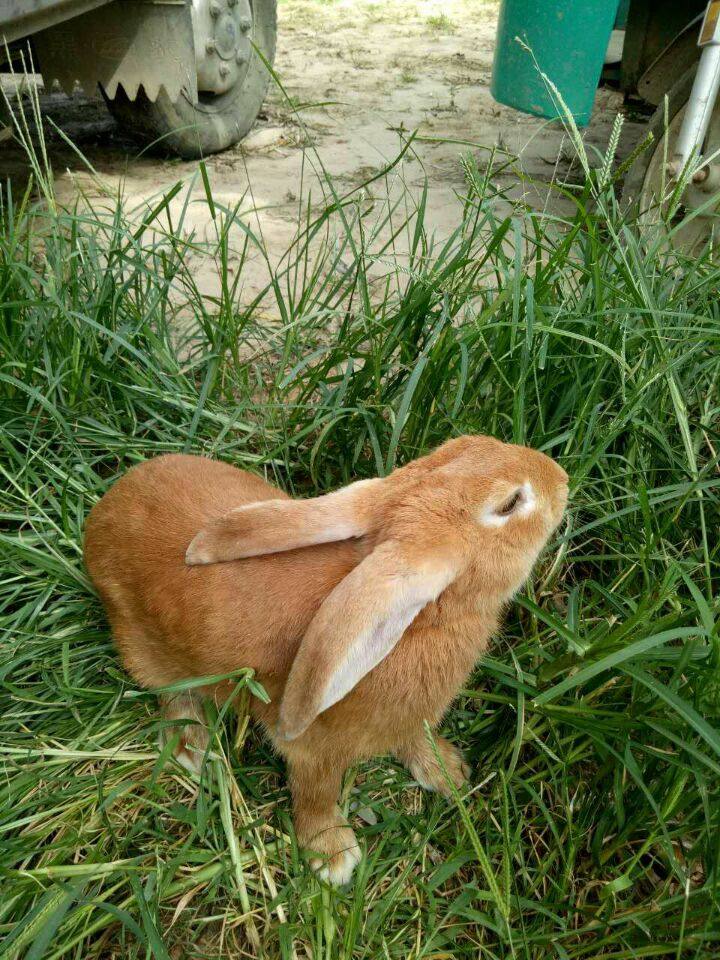 黄兔子 黄兔 虎皮黄 豫丰黄兔 种兔 活体 包邮 包活 4斤左右