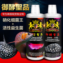 Malaysian Golden Lion dragon fish nitrifying bacteria Imperial yeast yeast live bacteria bioenzyme lactic acid bacteria A B promotion