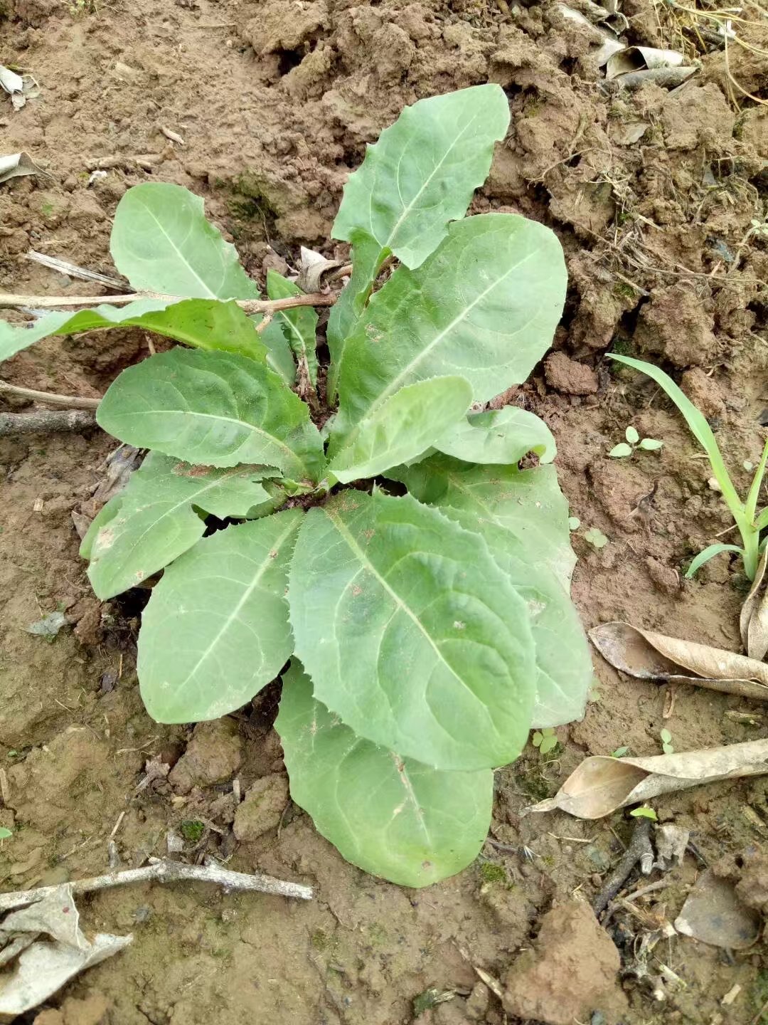 现挖现发野菜纯野生蒲公英苦苦菜推荐