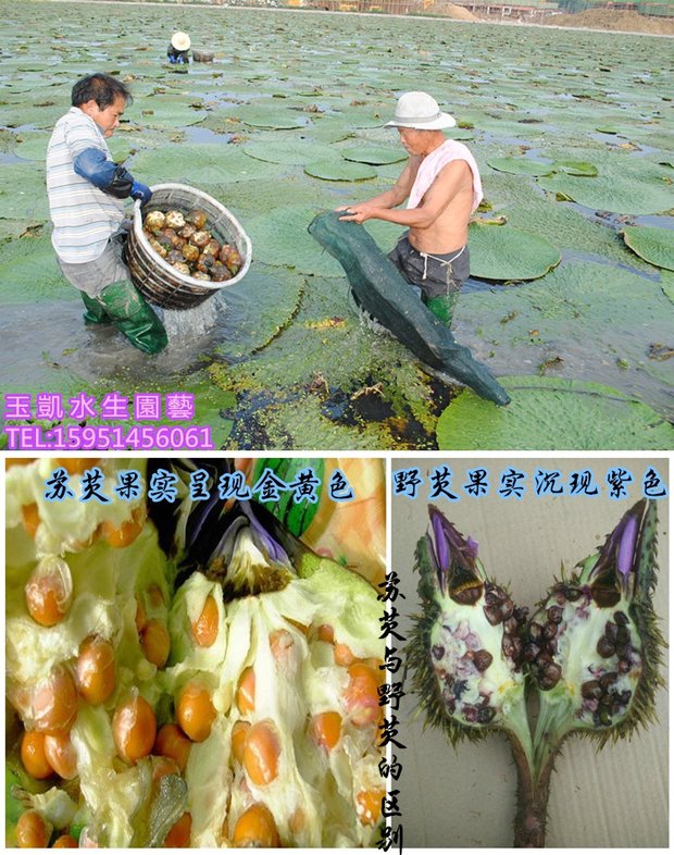 池塘水生植物鸡头米种子苏芡鸡头果种子水培植物四季蔬菜芡实种子_7折