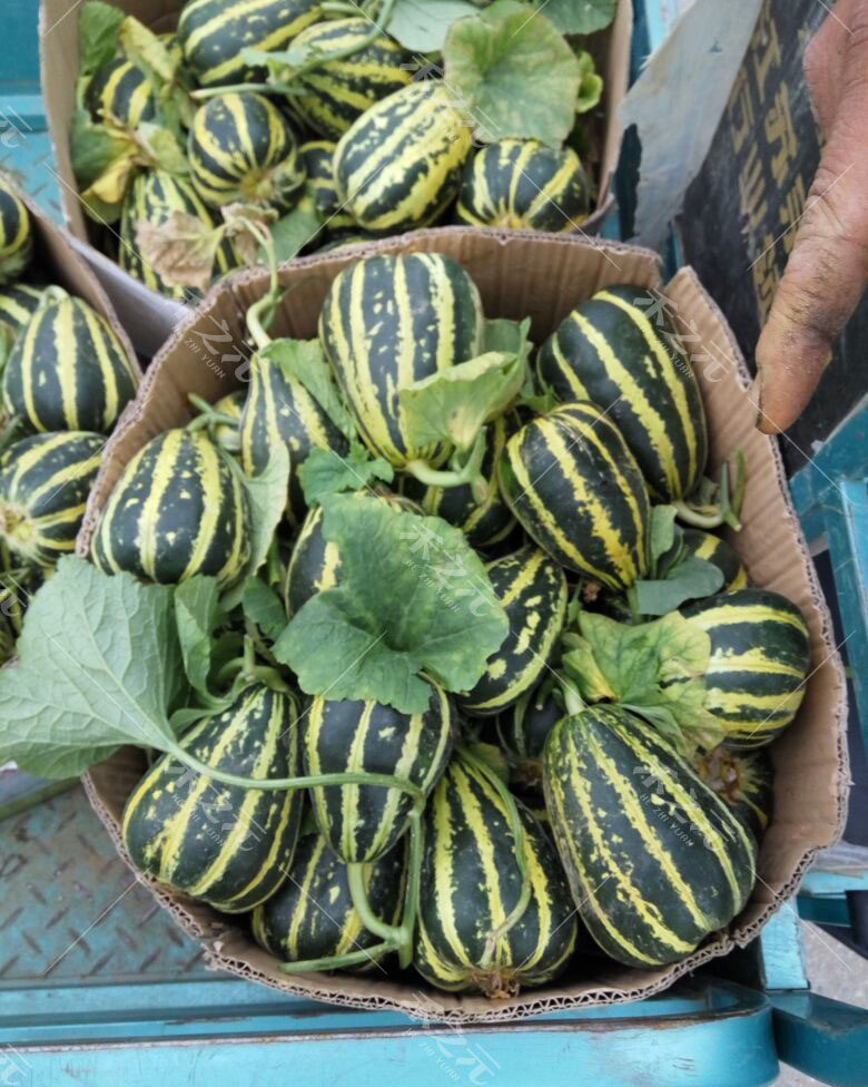 冰糖子甜瓜種子大全香瓜甜瓜種籽四季春季綠寶特大羊角蜜早熟日孑