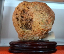 Ningqiang coral jade Tubular coral dimple ingot ornamental stone Rough stone Strange petrified stone Collectible town house boutique