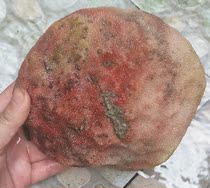 Ning Qiang Coral Jade Fossil Raw Stone Carving Stock Boutique Red Snowflake Original Ecological Pendulum (2 Elects of W)