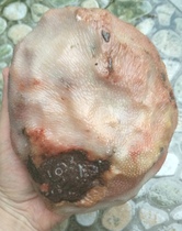 Ningqiang coral Jade fossil pure red and white snow pattern original ecological collection grade raw stone carving material W