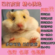 Hamster live animals have been vaccinated Silver fox pudding three-line small hamster cage Domestic pet live golden bear pack live