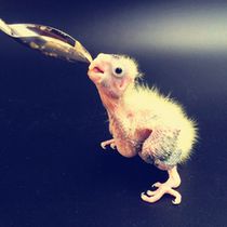 Hand Raised Parrot BB Special Milk Spoon Parrot Milk Powder Special Feeder Hand Fed Milk Spoon Soup Spoon Parrot Soup Spoon