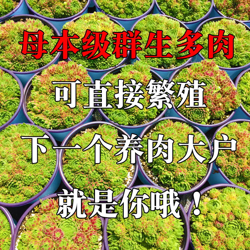 容易爆盆的多肉植物批发室内植物萌多肉植物组合盆栽稀有巨型多肉商品详情图