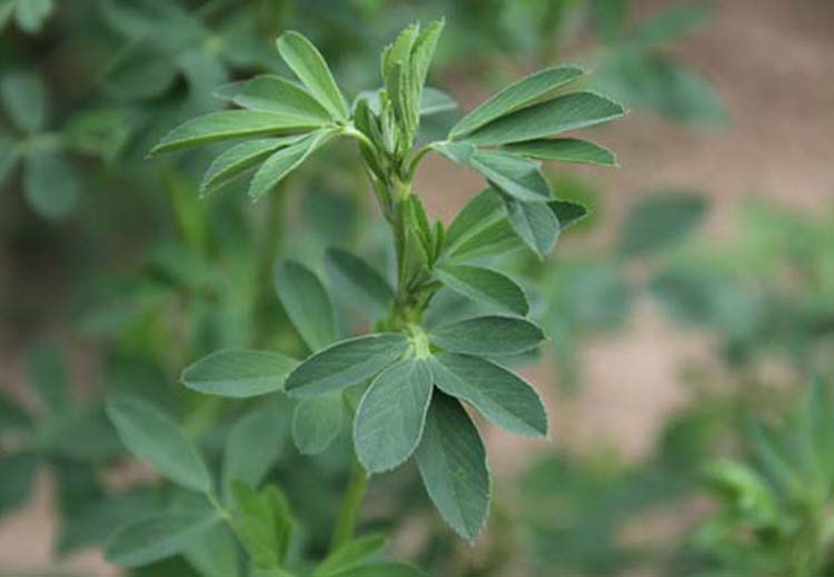 新鲜苜蓿野生现摘食用嫩芽开春野菜蔬菜食材 可发顺丰