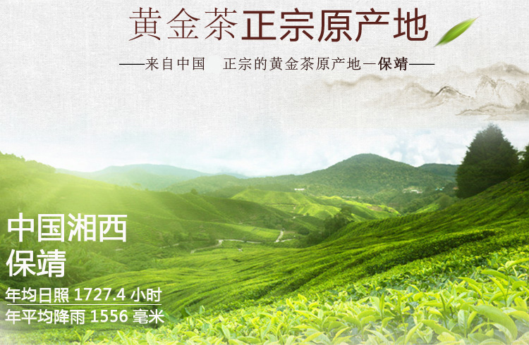湘西保靖黄金茶2017年新茶明前一级绿茶散装手工头采100g袋装包邮_7折