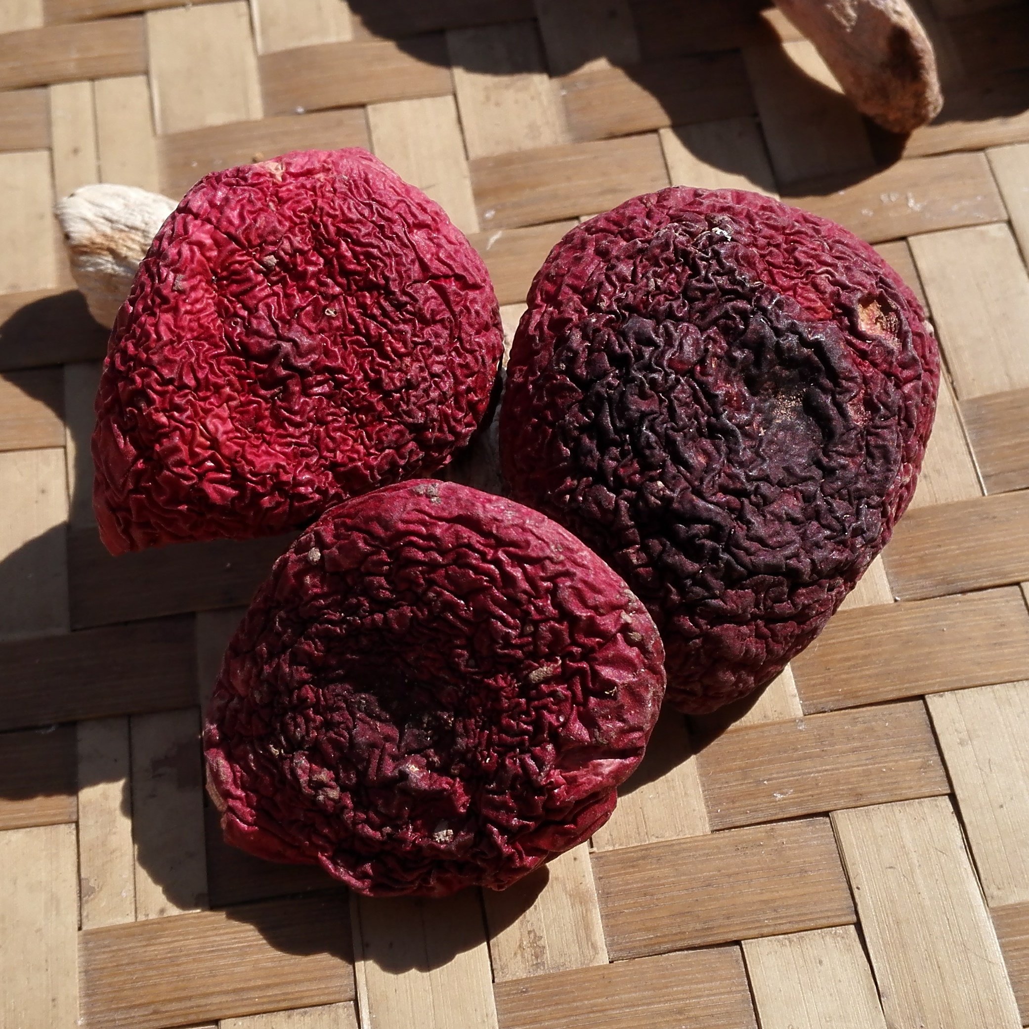 云南正宗野生精品大红菇红蘑菇红椎菌山珍土特产干货