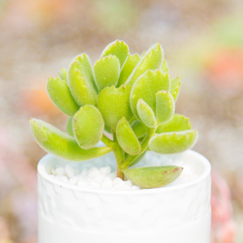 徐大叔多肉植物丨熊童子熊掌熊爪小胖爪叶片饱满绿植花卉盆栽大棚