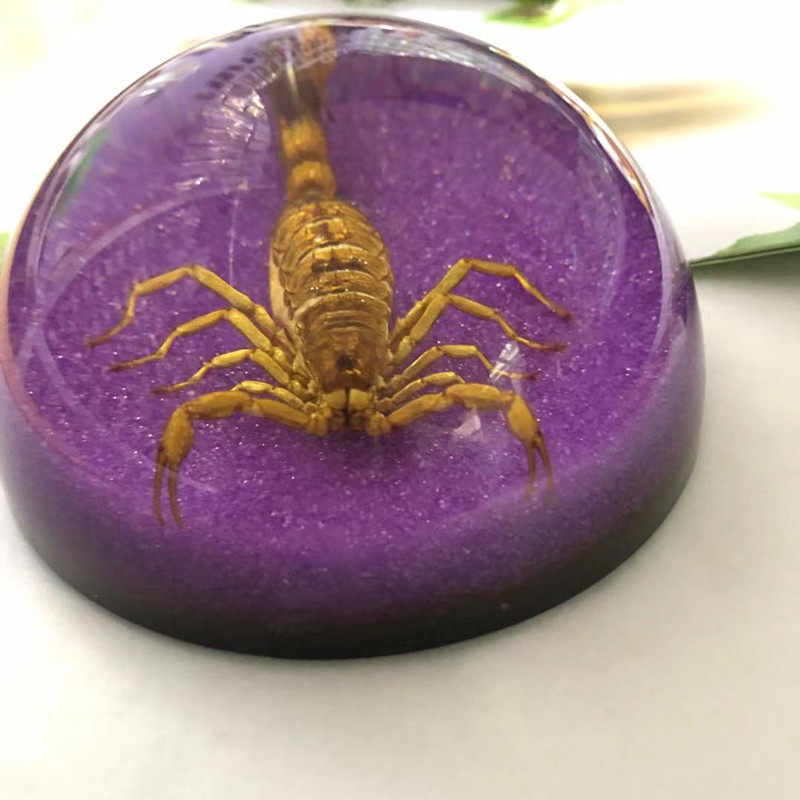 昆虫琥珀虫蝎子千年虫镇纸大小摆件饰品标本