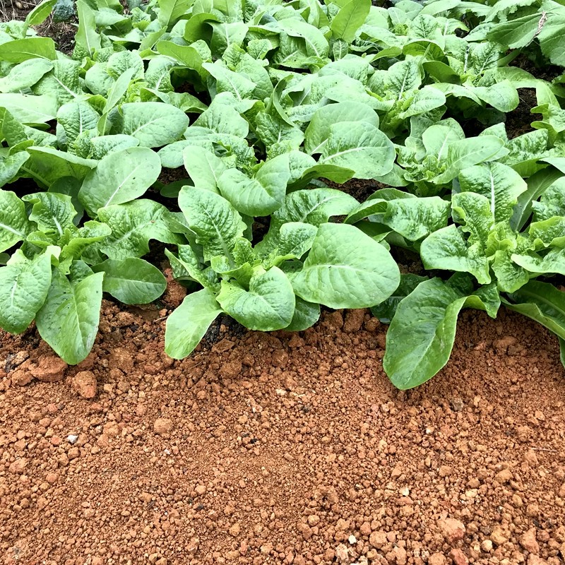 天然黄红土种植土养花土种菜土黄土园土宠物养殖土爬虫土黄缘龟土