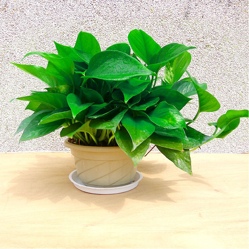 绿萝盆栽吊兰小绿箩苗水培办公室卧室新房除