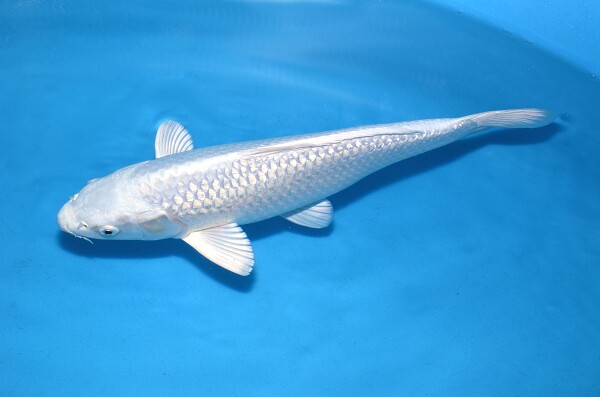 观赏鱼日本锦鲤白金锦鲤白色锦鲤鱼风水镇宅辟邪招财金鱼活体鱼苗