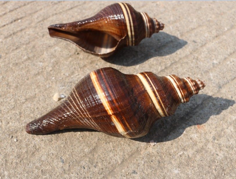 海螺贝壳海星 地台鱼缸造景装饰寄居蟹黑麦香螺满包邮大海螺贝壳