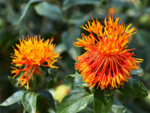 胭脂最早是取自于一种叫红蓝花的植物 ,经过碾磨,熬煮,等多种方法制成