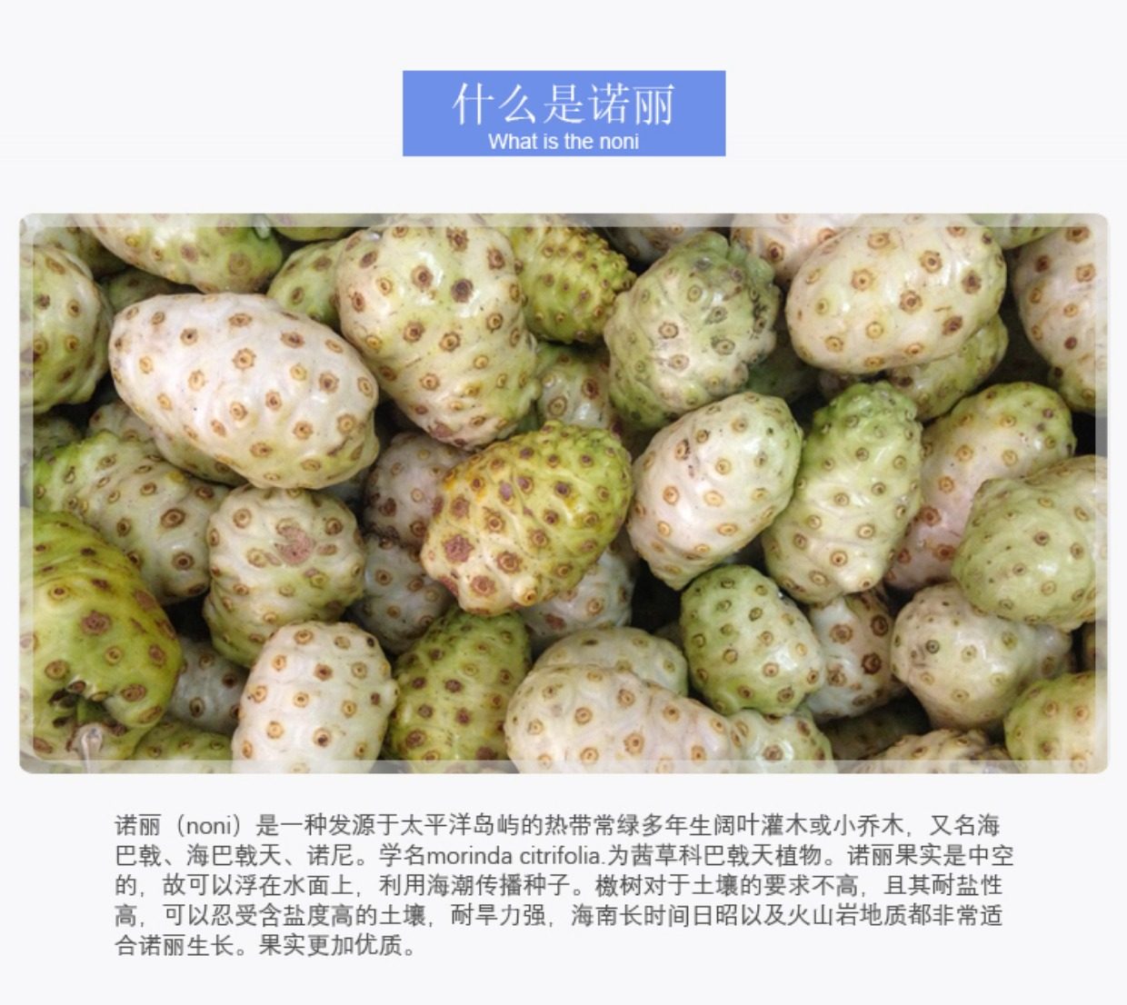 海南言甄诺丽果酵素原液 西沙群岛诺尼果汁50mlx10支x4盒_7折现价396