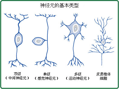 脊髓前角运动神经元图片