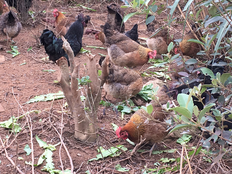 稔子鸡正宗农家山林散养土鸡母鸡煲汤柴鸡笨鸡走地鸡草鸡月子鸡