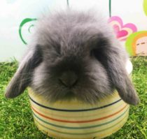 Pet Rabbit Coeared Rabbit Rabbit Cute Rabbit Rabbit Beijings Largest Real Body Shop thirteen Old Shop