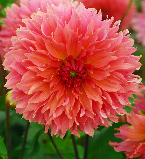 贝拉园艺现货荷兰进口大丽花种球满88包邮中轮合集