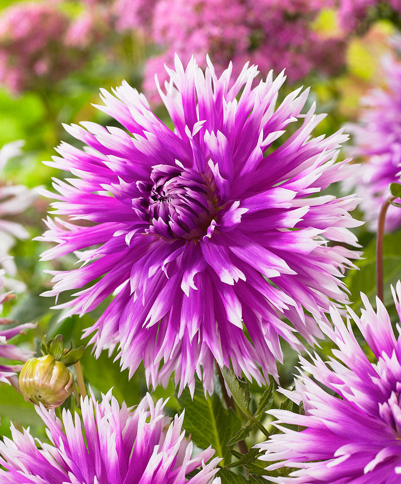 贝拉园艺现货荷兰进口大丽花种球满88包邮中轮合集