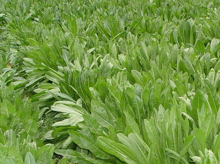 批发进口多年生牧草种子 苏丹草 黑麦草 菊苣 紫花苜蓿高产