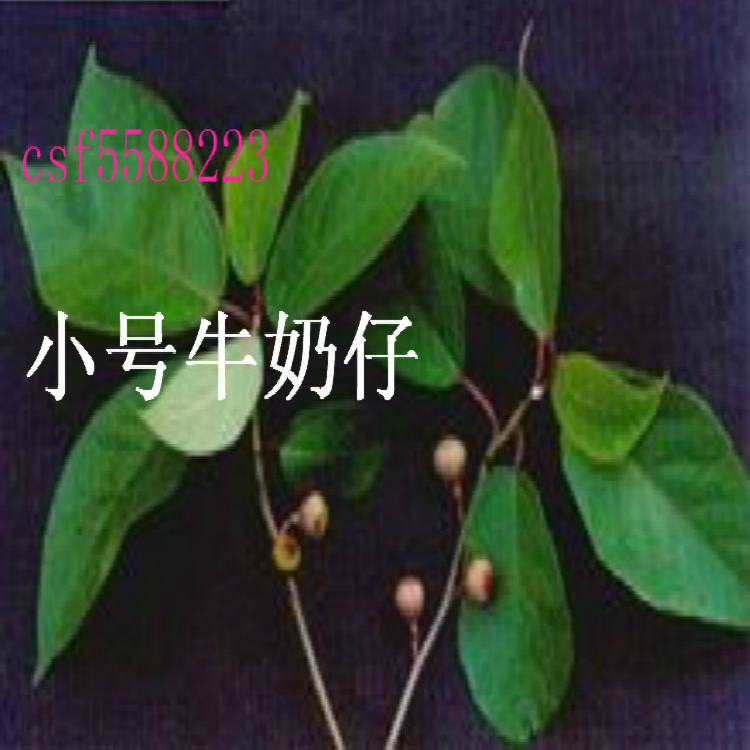 寿宁特产天然野生大号小号牛奶根山草药500g今年新货特价