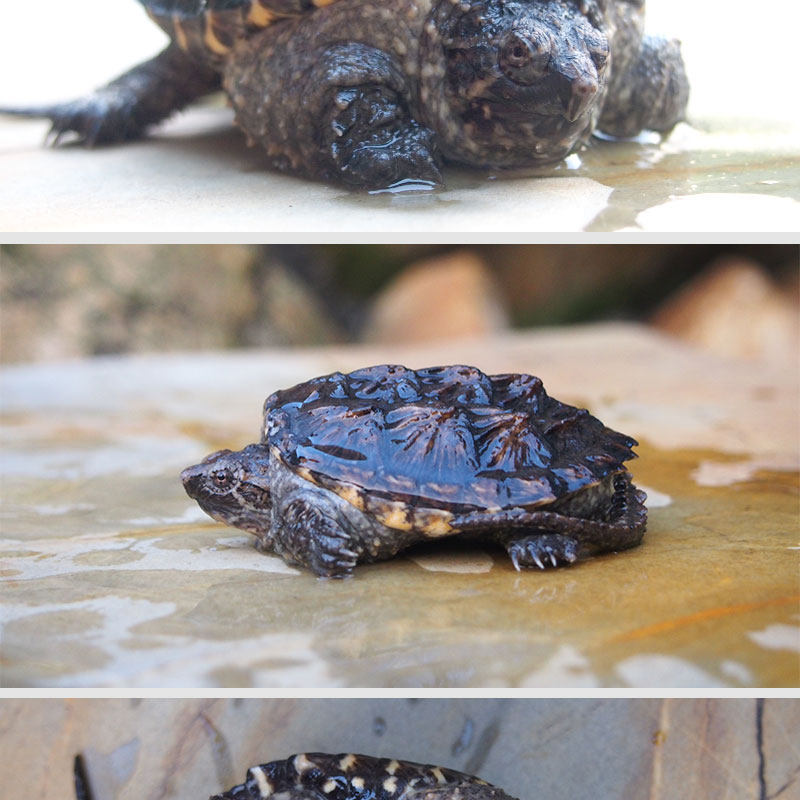 北美大鳄龟苗纯佛杂佛爆刺王小乌龟活物稀有小宠物家养观赏龟