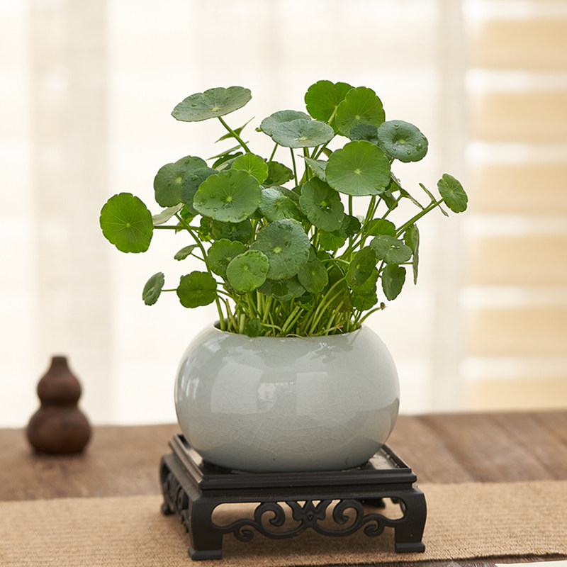 铜钱草盆栽水培植物桌面绿植室内客厅办公室微景观四季好养花卉