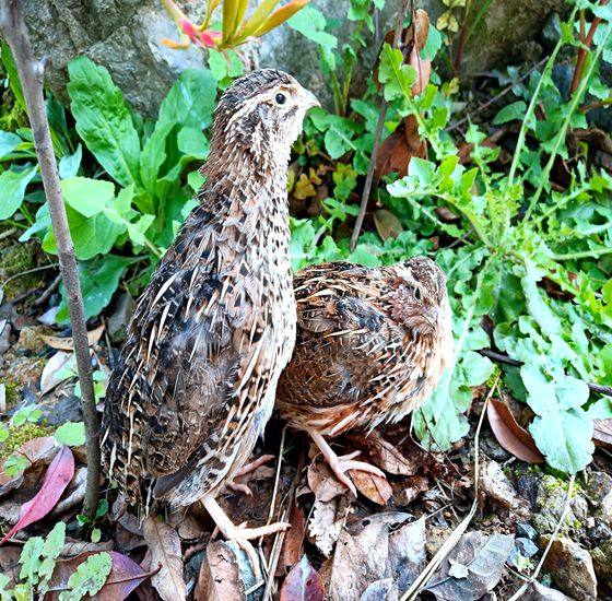 特价8元一只黄羽产蛋青年鹌鹑活体产蛋鸟宠物鸟6只包邮 江浙沪量