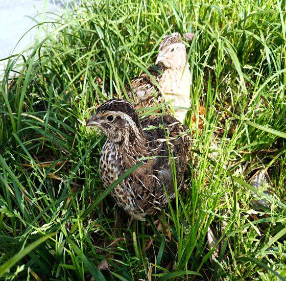 特价8元一只黄羽产蛋青年鹌鹑活体产蛋鸟宠物鸟6只包邮 江浙沪量