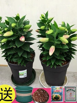 Flowers grow well to feed the indoor potted plants dont need the sunshine lilies to plant the seeds of the potted plants to bloom all four seasons