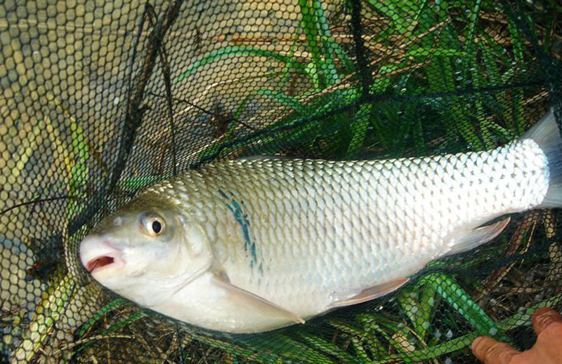 野钓鲮鱼的4大秘籍,让鱼获立刻翻了倍