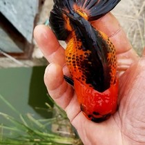 Goldfish Live Fish Freshwater Butterfly tail Lanshou Populace Leather Balls Pearl Small Ornamental Fish Cold Water Living good to raise money
