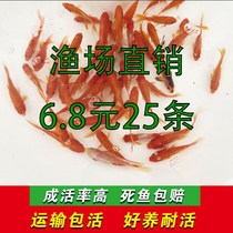 Goldfish live Ornamental Fish Live Cold Water Fish Brocade Carp Miao Freshwater Small Fish Red Crucian Fish Tropical Fish Peacock Fish