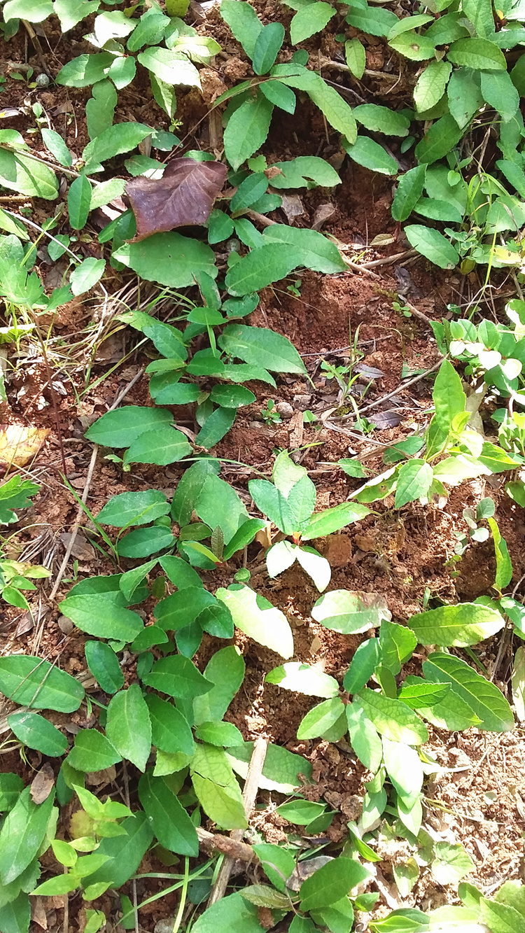 野生地石榴苗地枇杷野地瓜苗地果地瓜藤地胆紫过山龙种植藤药材苗_7折