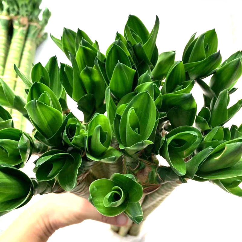 龙竹富贵竹水培植物室内盆栽花卉客厅转运竹观音竹盆栽土培吸甲醛