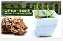 Meimai controlled root flowerpot fleshy flowerpot plastic flowerpot creative gardening nursery pot nutritious bowl breathable root anti-rotten