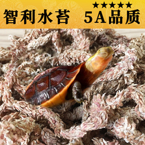 Five-star Chilean Moss turtle hibernating pet mat reptile moisturizing insulation sterile dry moss orchid phalaenopsis